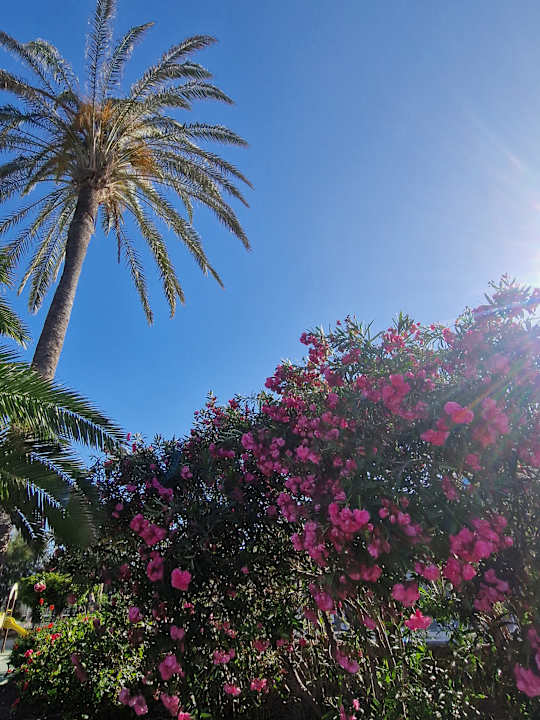 Gartenanlage Elba Carlota Beach & Golf Resort