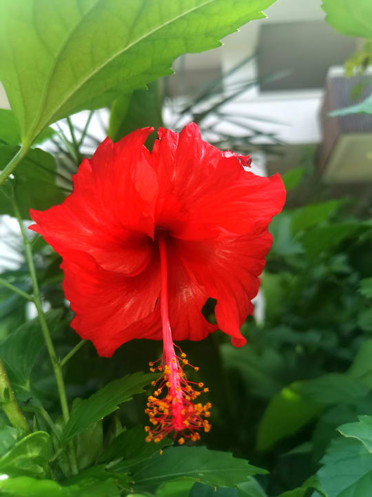 Gartenanlage Bahia Principe Grand Tulum