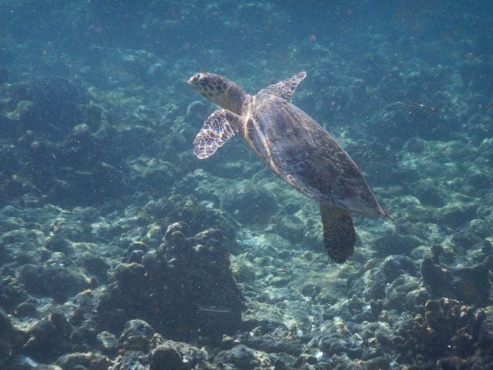 Sport & Freizeit NH Collection Maldives Reethi Resort