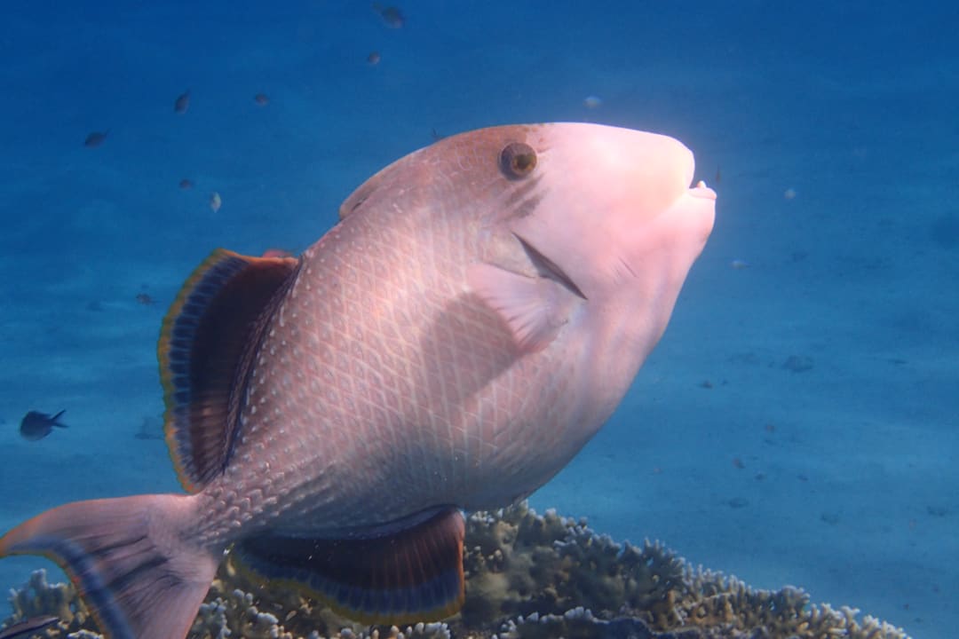 Strand Brayka Bay Resort