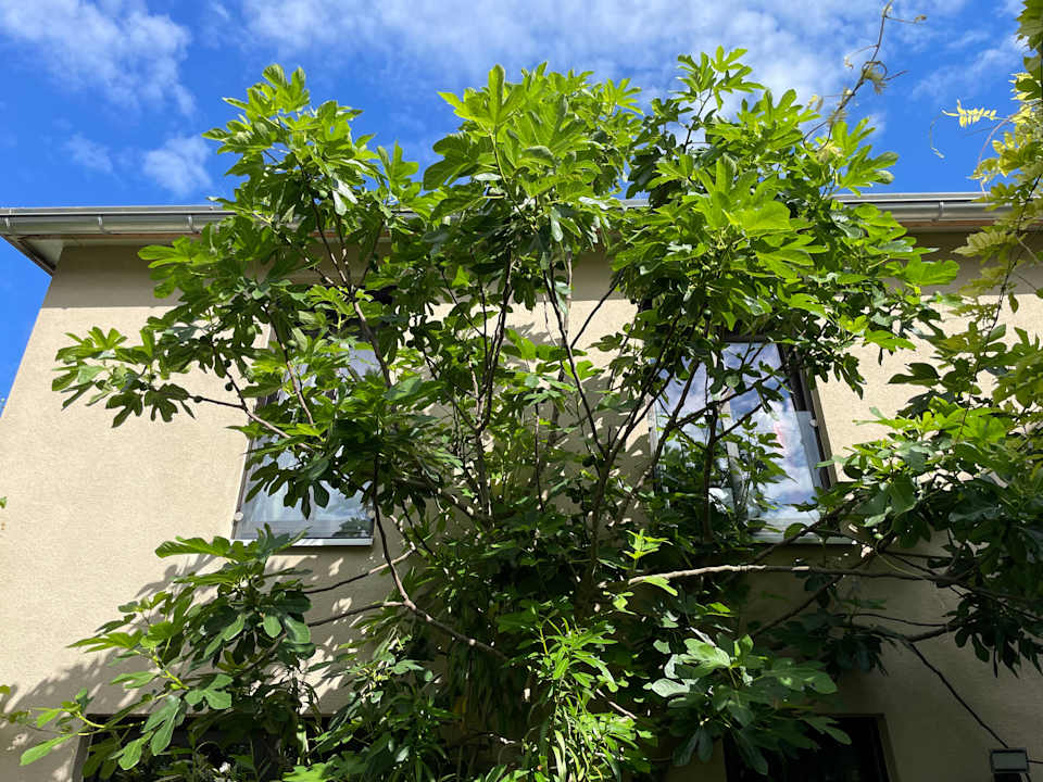 Gartenanlage Jugendstil-Hof Guesthouse
