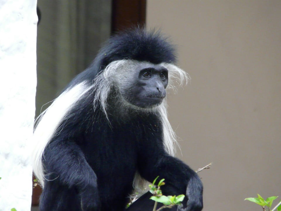 Affe Hotel Pinewood Beach Resort & Spa