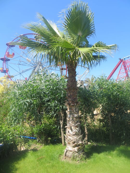 Palme hinter Pavillon Hotel Delphin Diva