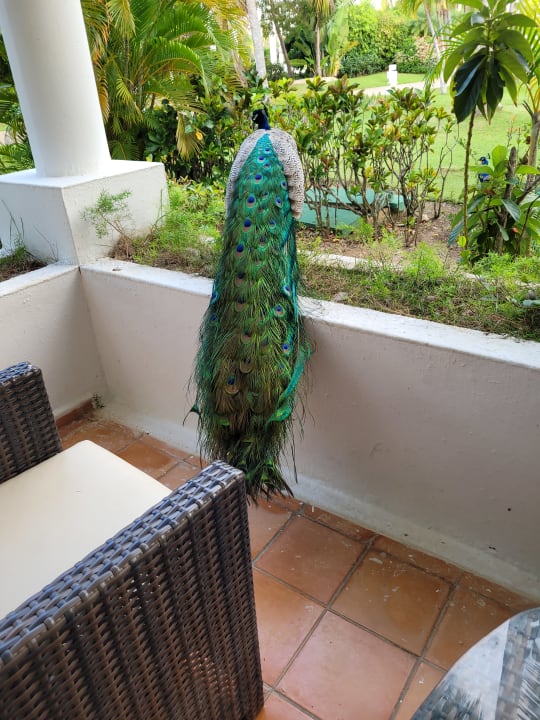 Zimmer Meliá Caribe Beach Resort-All Inclusive