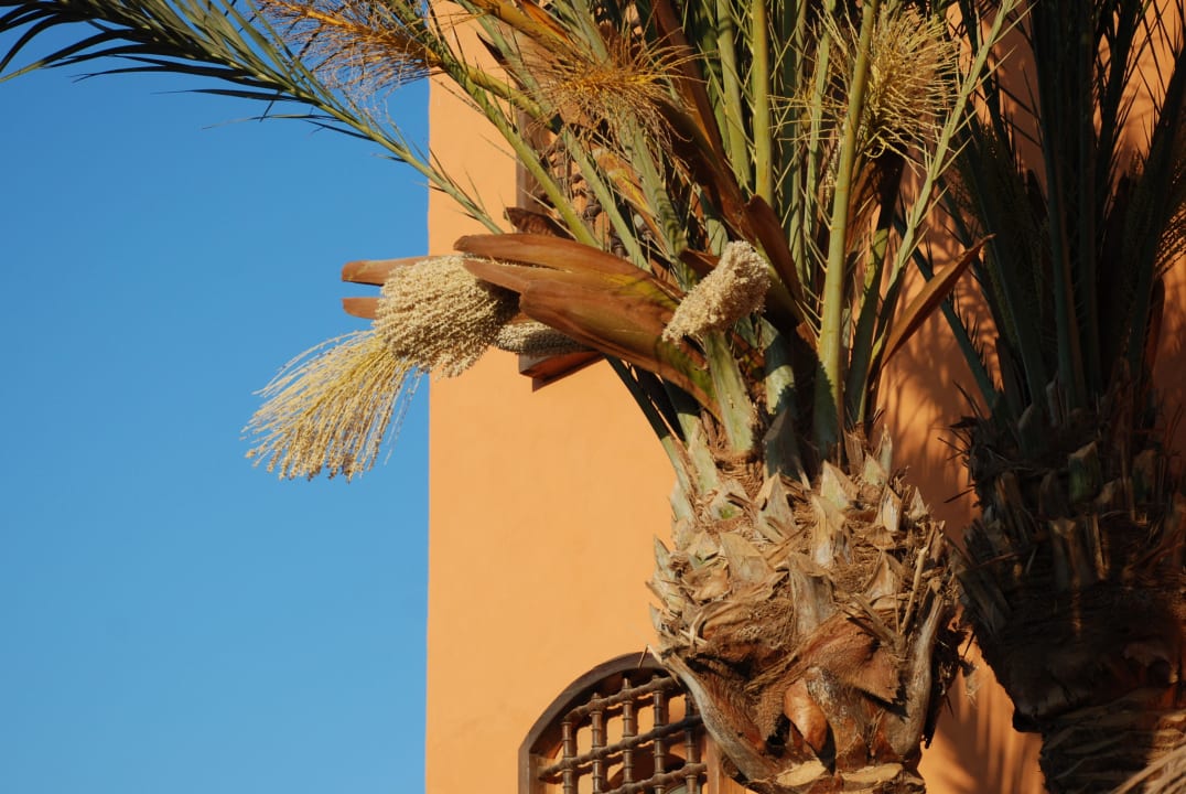 Финиковая пальма в цвету Panorama Bungalows Resort El Gouna