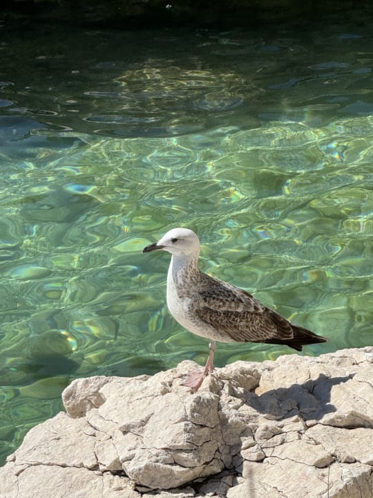 Ausblick Valamar Sanfior Hotel & Casa