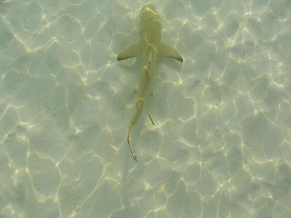 Babyhai Kuredu Island Resort & Spa