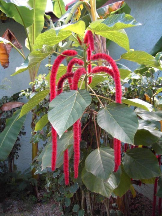 In der Anlage Wyndham Alltra Samana