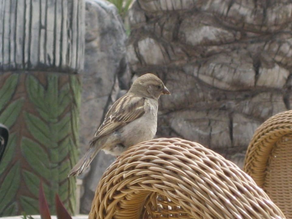 Kleiner Hotelgast Royal Wings Hotel