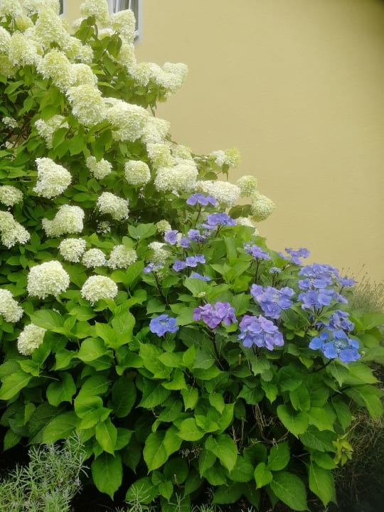 Gartenanlage Spirit & SPA Hotel Birkenhof am Elfenhain