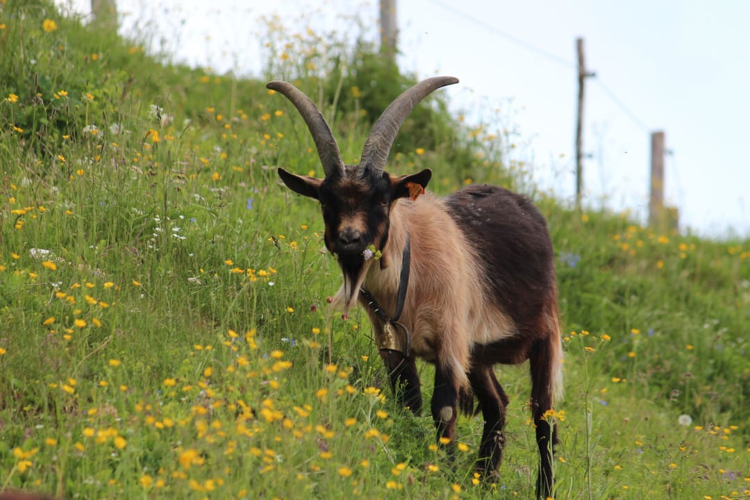 Einige Ziegen sind im Sommer auf der Alm Bauernhof Neu-Schötzerhof
