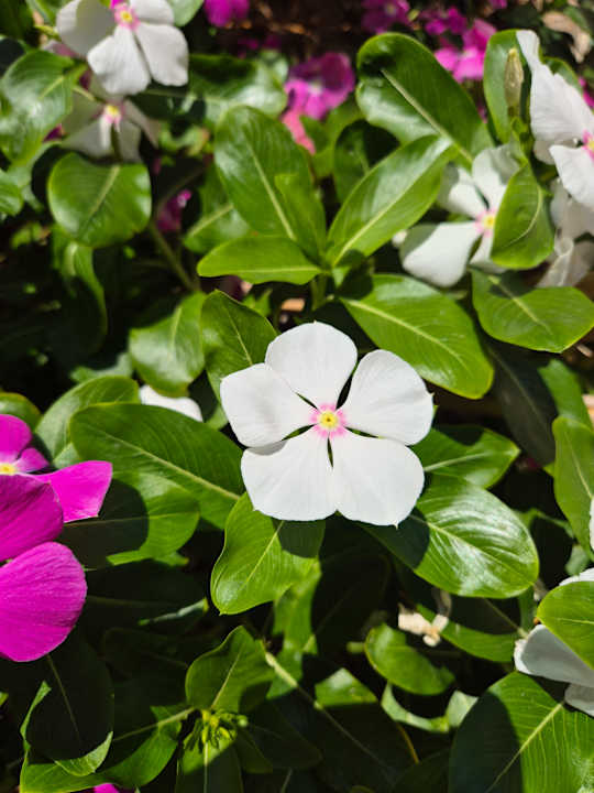 Gartenanlage JAZ Elite Asteria