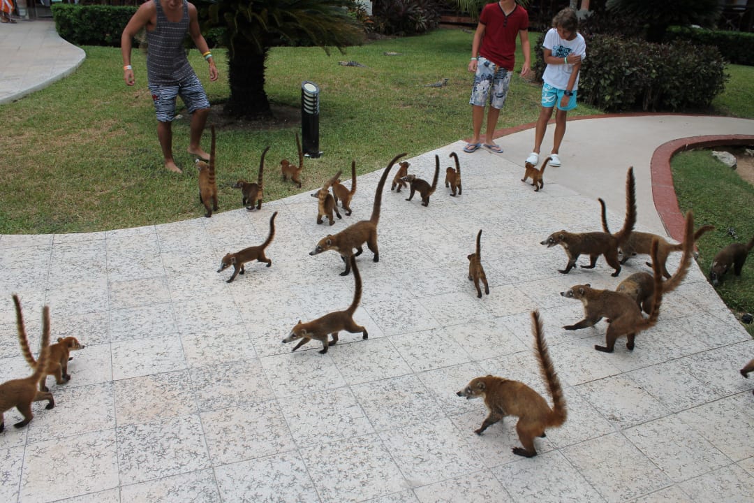 Nasenbären vor dem Poolrestaurant Grand Palladium Kantenah Resort & Spa