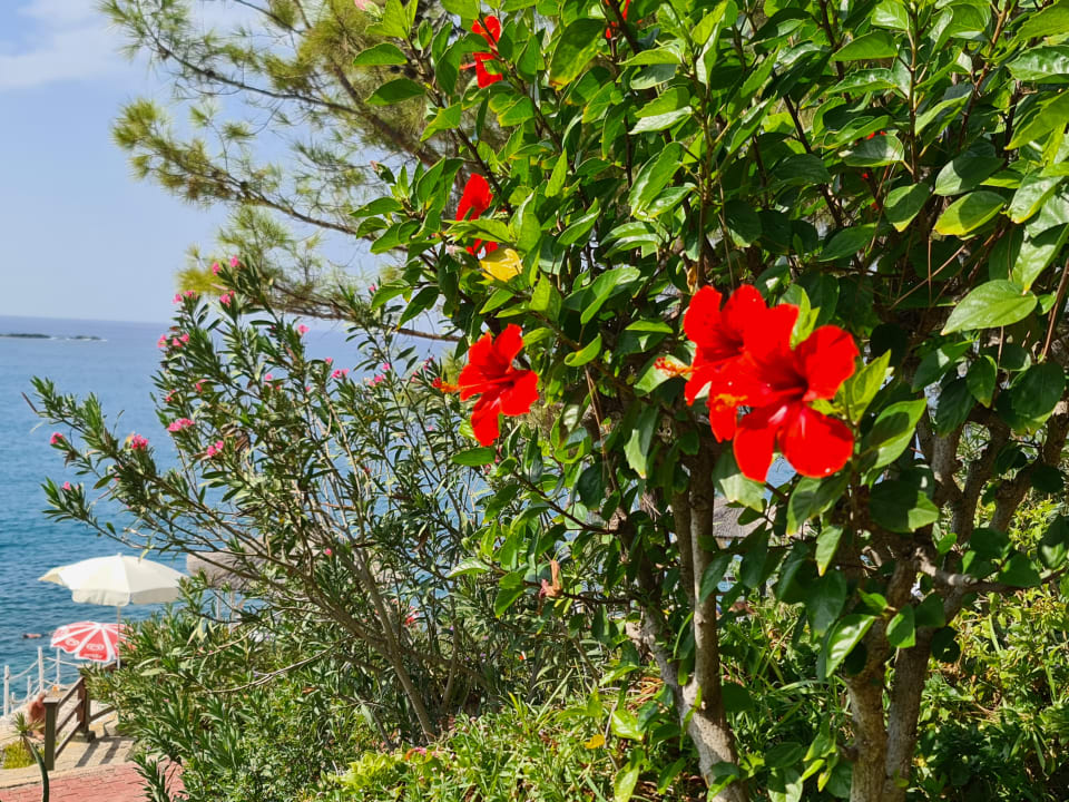 Gartenanlage İncekum West Hotel