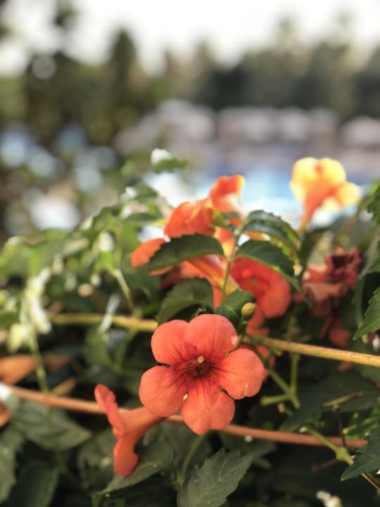 Gartenanlage Seaden Sea World Resort & Spa