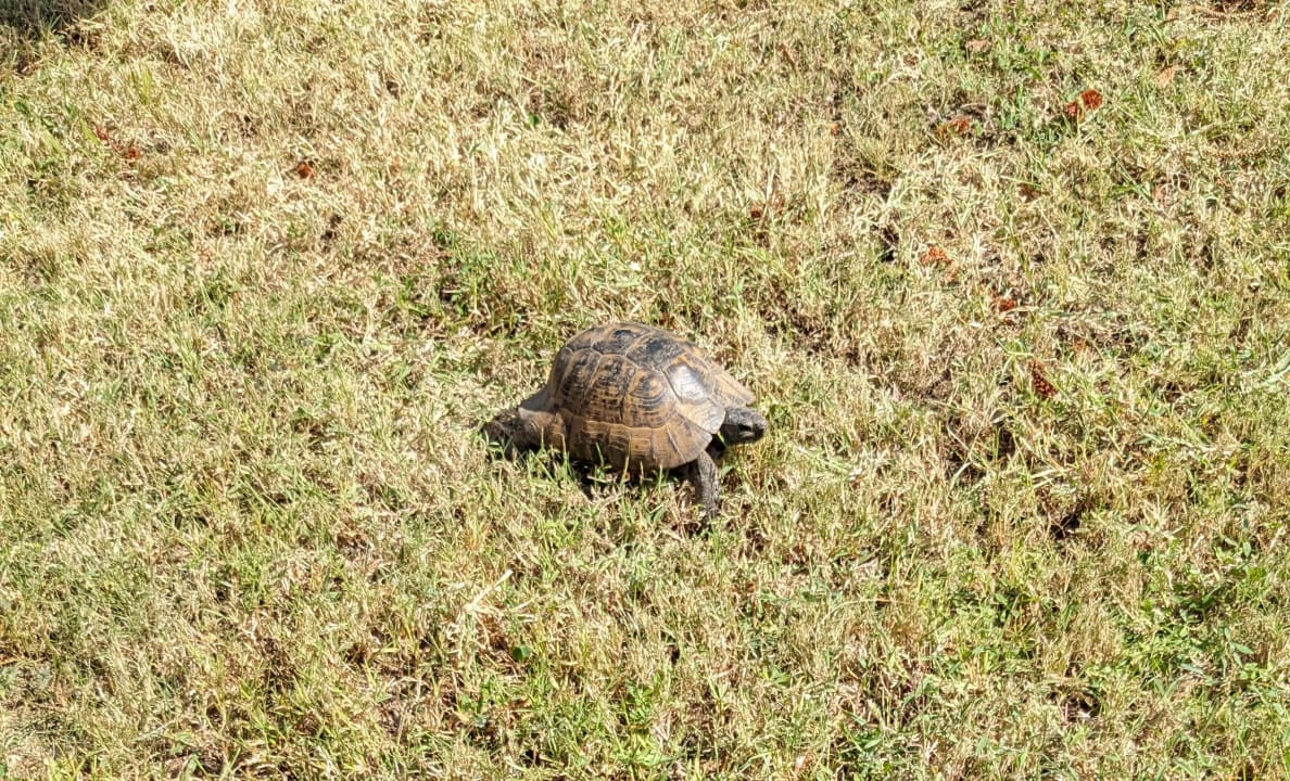 Gartenanlage Labranda Alantur Resort