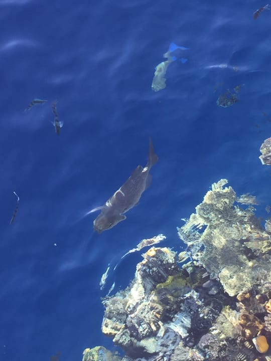 Strand The Grand Hotel Sharm El Sheikh