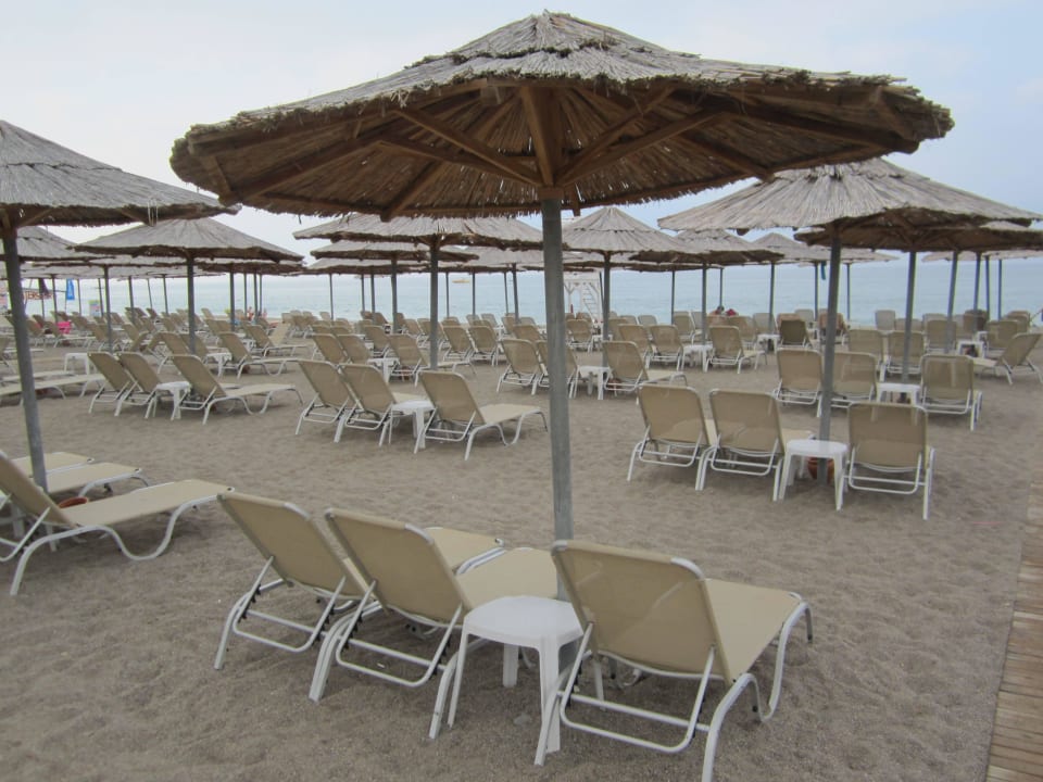 10 утра Asteria Bloom Side