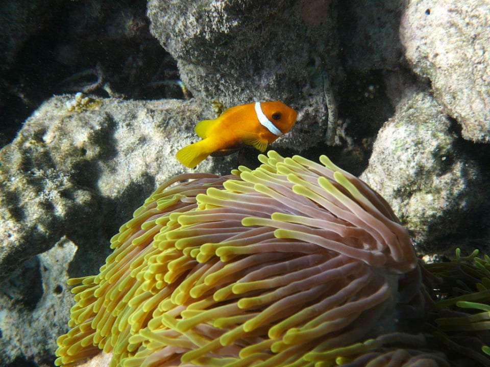 Nemo am Hausriff Diamonds Thudufushi