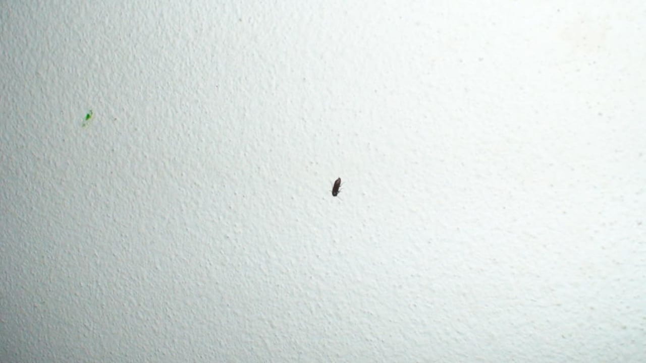 Diese Tiere kamen in der Nacht Hotel Antico Borgo San Lorenzo