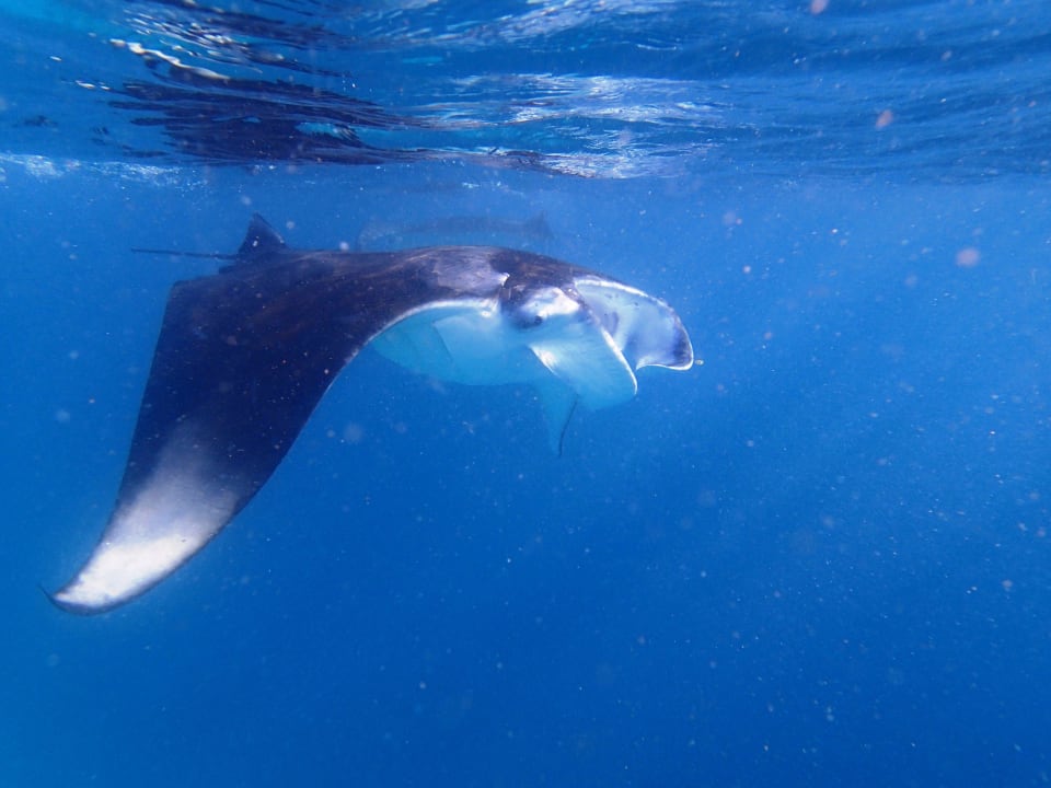 Mantas nahe dem 2. Schnorcheleinstieg Kuramathi Maldives