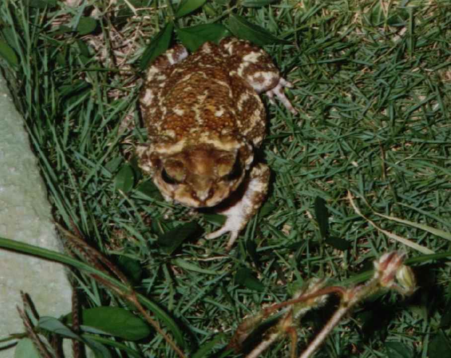 " Riesenkörte" Brisas Guardalavaca Hotel & Villas