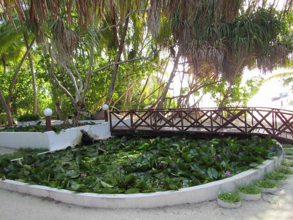 Seerosenteich Angaga Island Resort