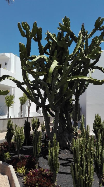 Kakteen, hoch wie Bäume Hotel Floresta