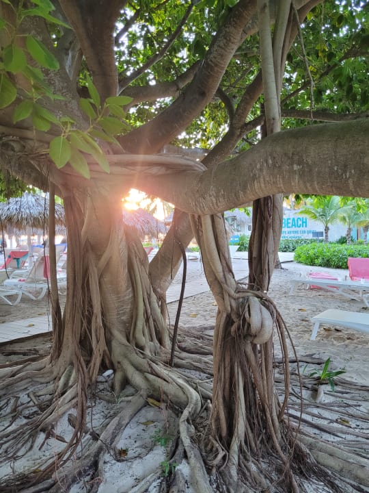 Gartenanlage Catalonia Royal La Romana - Adults only