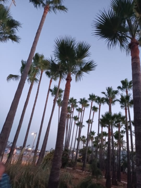 Gartenanlage Hipotels Mediterraneo Club