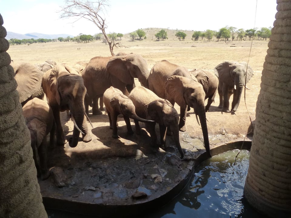 Elefanten vor  der Lodge Salt Lick Safari Lodge