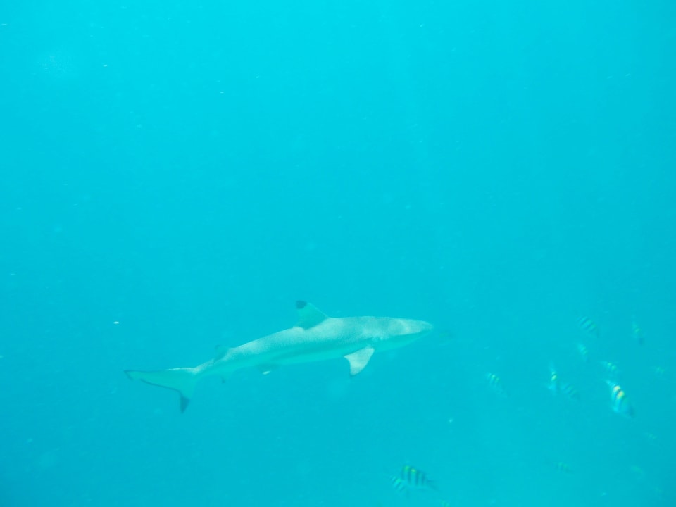 Riffhai Kuramathi Maldives