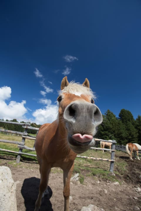 Pennhof Hotel-Chalet Pennhof