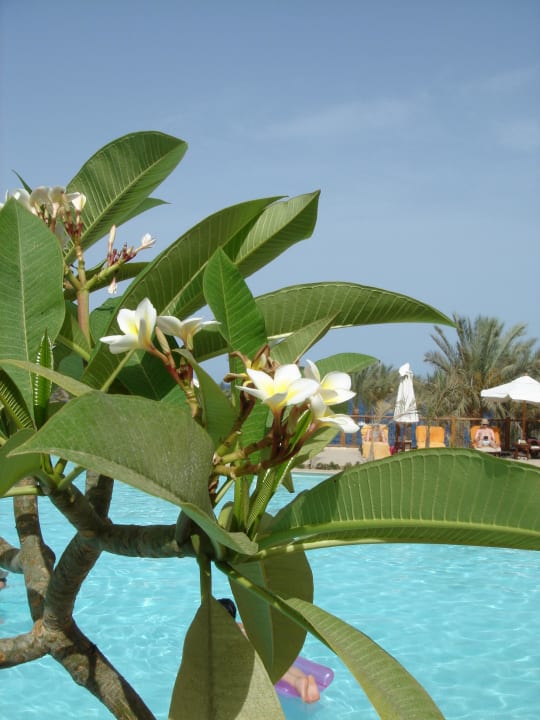 Mit Pool The Grand Hotel Sharm El Sheikh