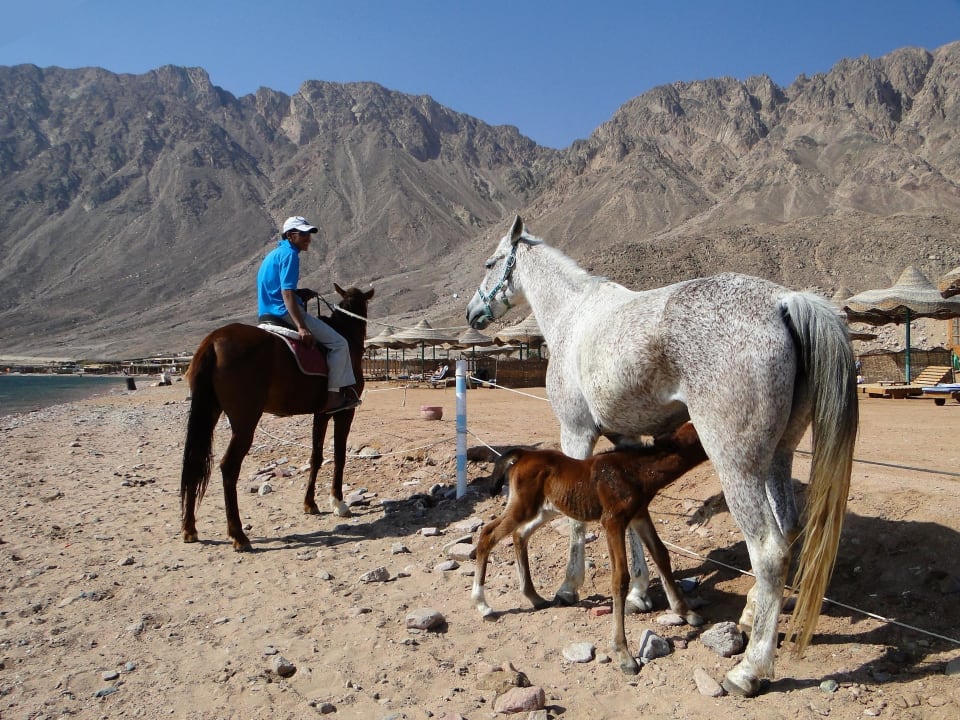 Pierwsze wyjście na plażę trzydniowego źrebaczka.  Happy Life Village