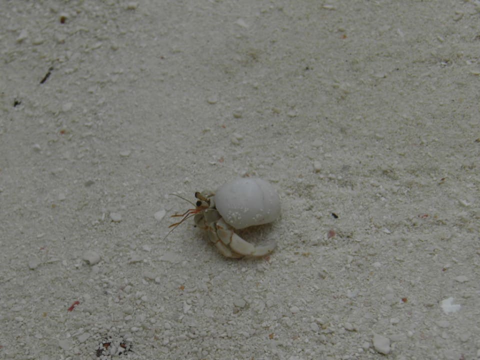 Mini-Krebs Summer Island Maldives