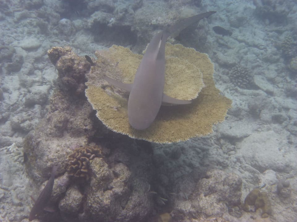 Beim schnorcheln am Riff Kuramathi Maldives