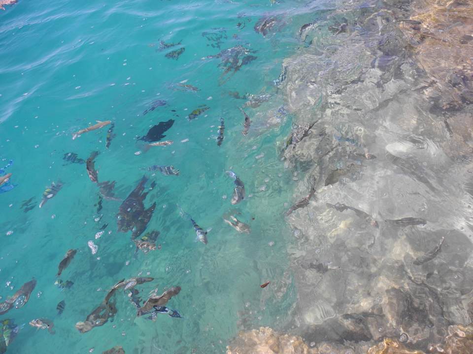 Viele Fische Pickalbatros Citadel Resort