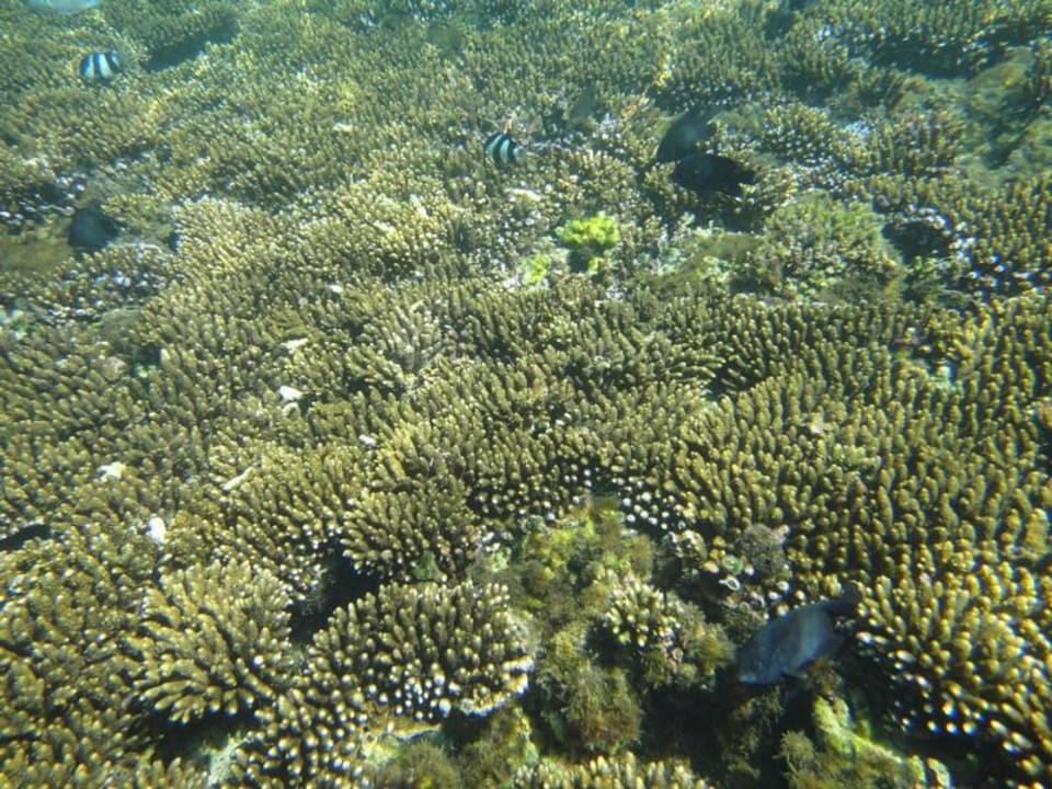 Poisson Shandrani Beachcomber Resort & Spa