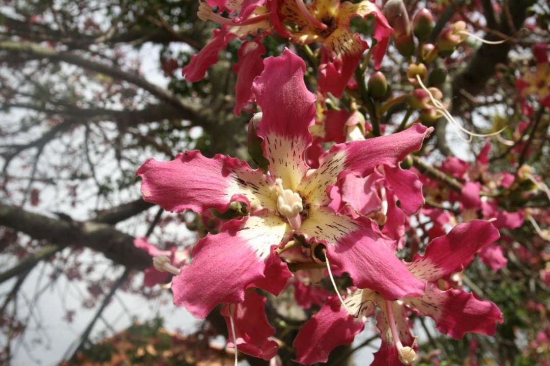 Blume Hotel Quinta Splendida Wellness & Botanical Garden