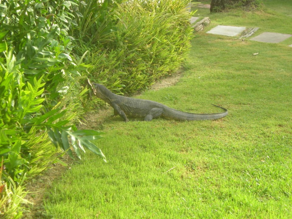 Tiere im Garten Hotel The Racha