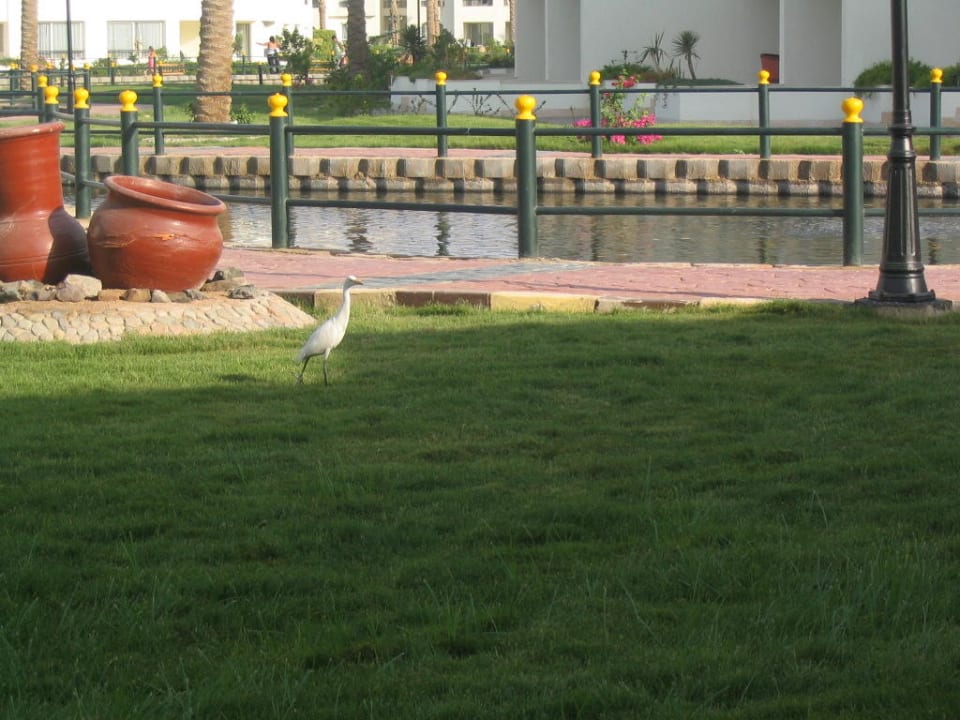 Vogelbesuch an der Terrasse Pickalbatros Dana Beach Resort - Hurghada