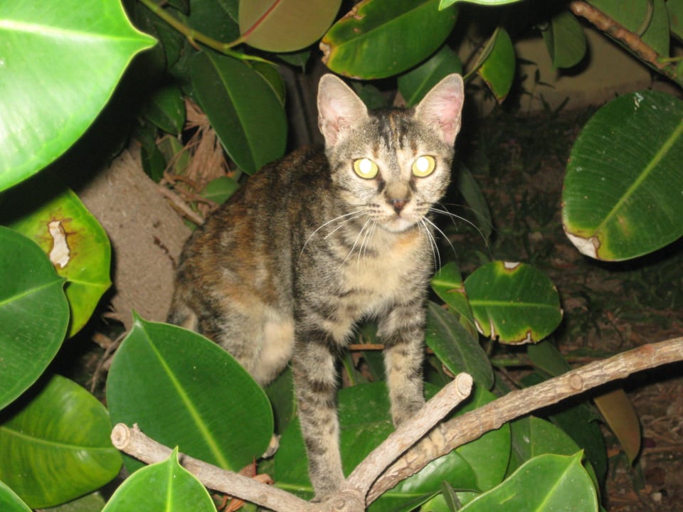 Katzen findet man viele Hotel Kalithea Horizon Royal