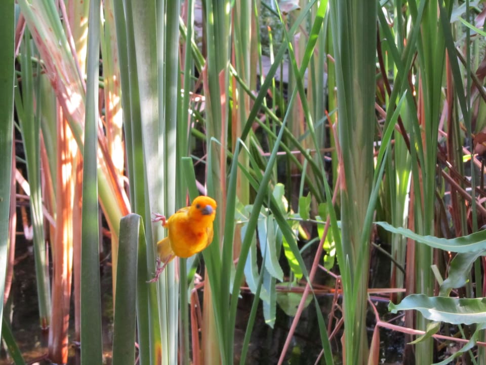 Hauprestaurant beim Frühstück Hotel Southern Palms Beach Resort