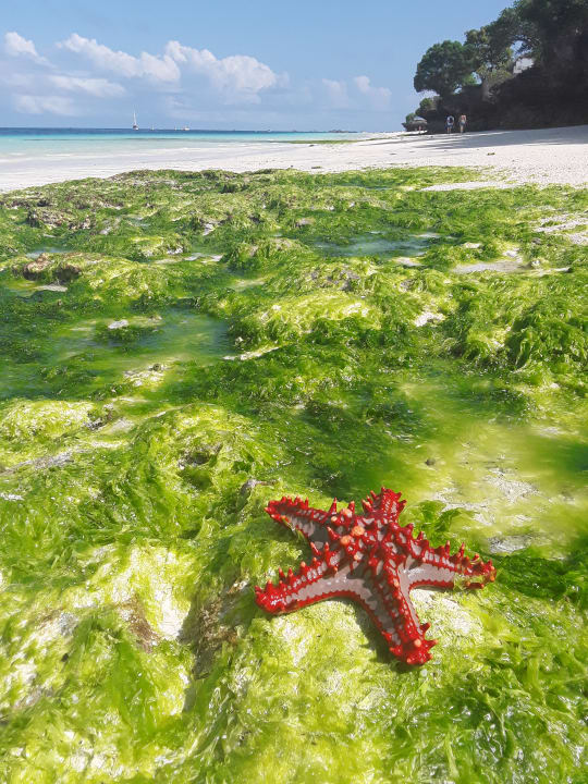 Strand Royal Zanzibar Beach Resort