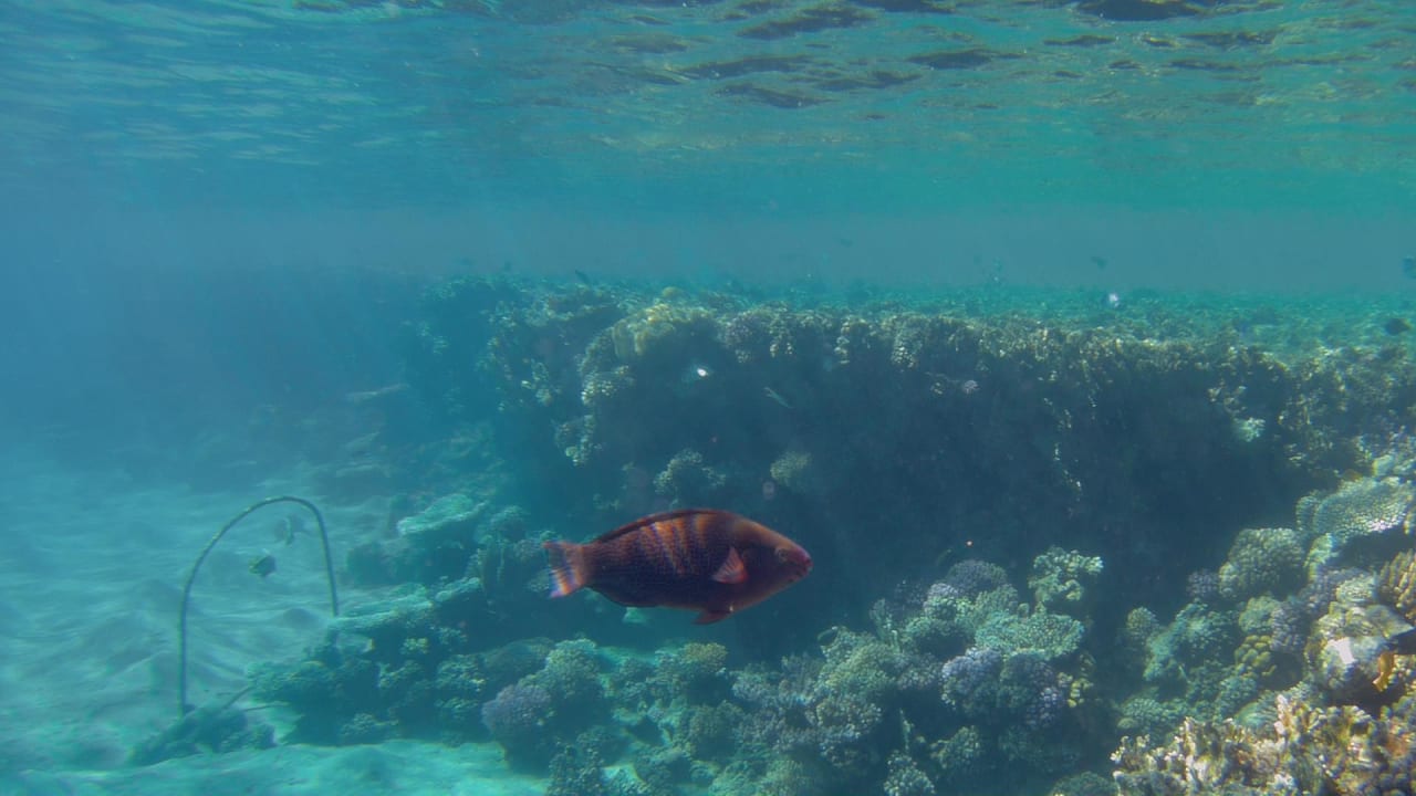 Sport & Freizeit Hotel Gorgonia Beach Resort