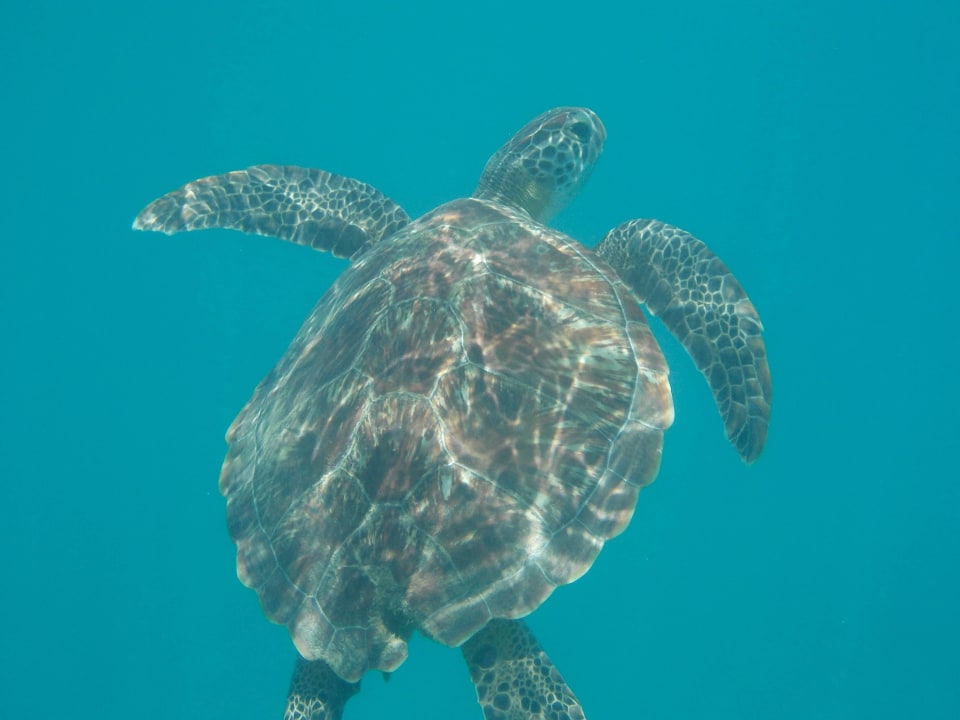 Tägliche Gäste am Hotelstrand Jaz Solaya