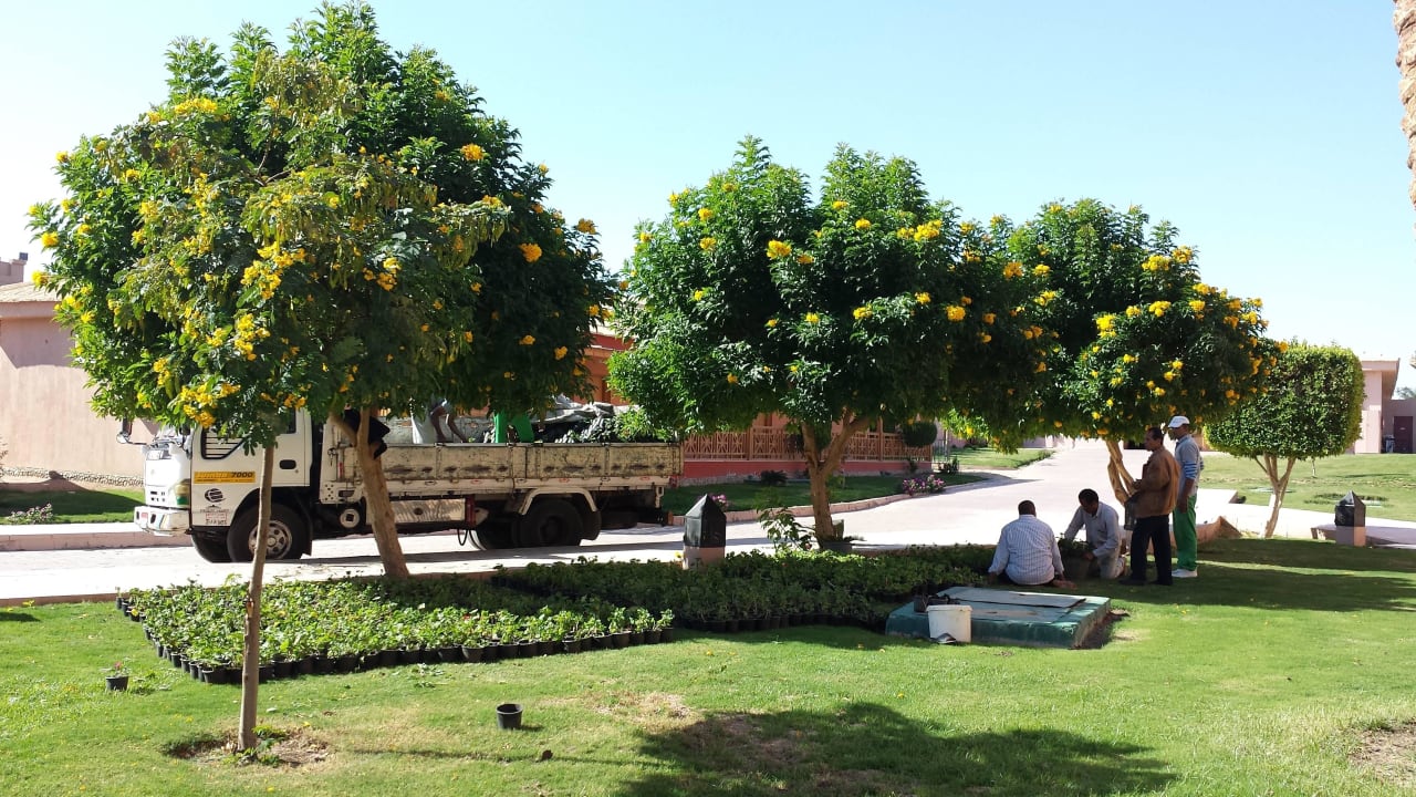 Tolle Bäume Pickalbatros Aqua Park Resort - Hurghada