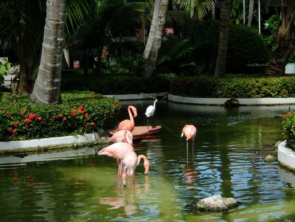 Eingangsbereich Bavaro Hotel Grand Palladium Select Bávaro Resort & Spa