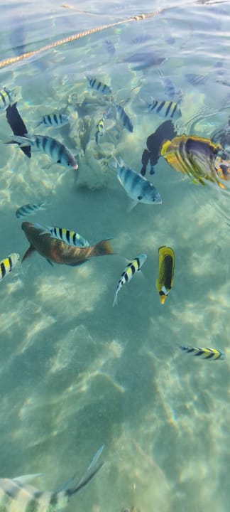 Strand Makadi Spa - Adults only